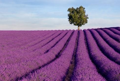 Photo:  Provence